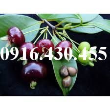 Cây giống Cherry Brazil